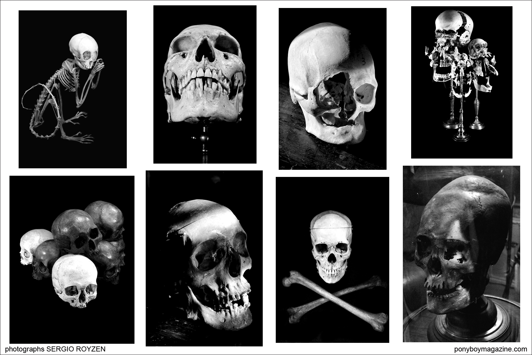 Skull collection of Ryan Matthew Cohn photographed by Sergio Royzen for Ponyboy Magazine.